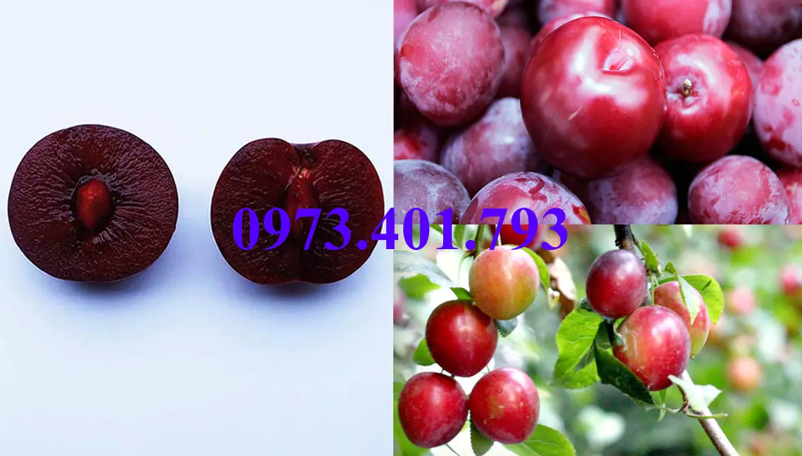 mận tam hoa2_result.webp