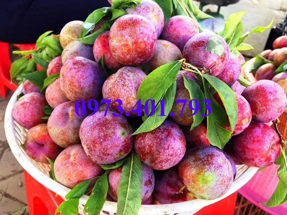 mận tam hoa3_result.webp