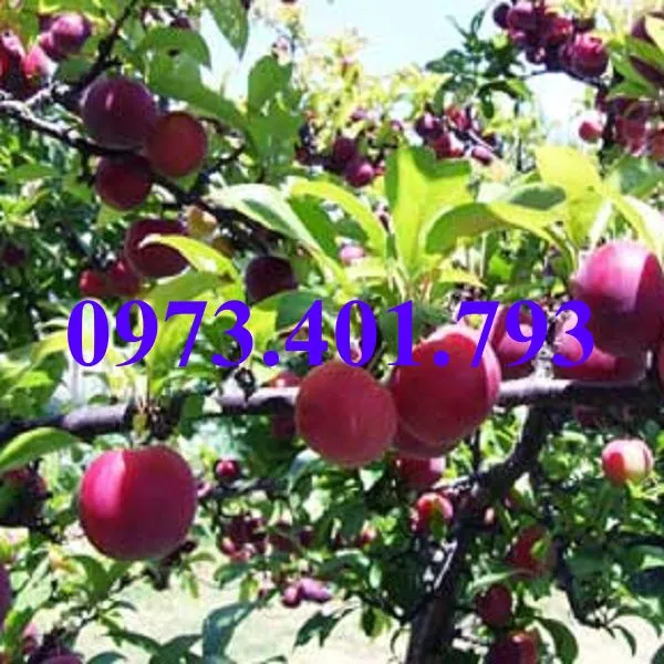 mận tam hoa4_result.webp