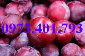 mận tam hoa5_result.webp