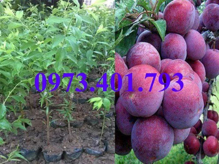 mận tam hoa_result.webp