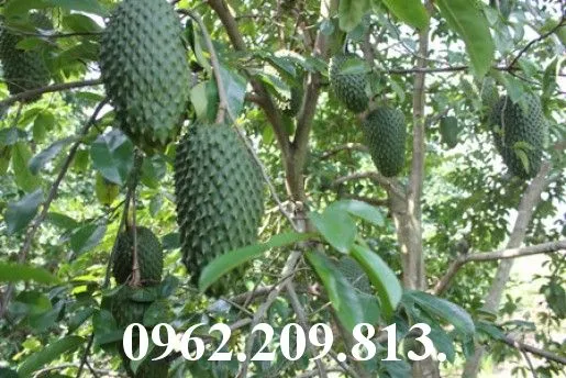 mãng cầu 1_result.webp