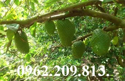 mãng cầu 22_result.webp