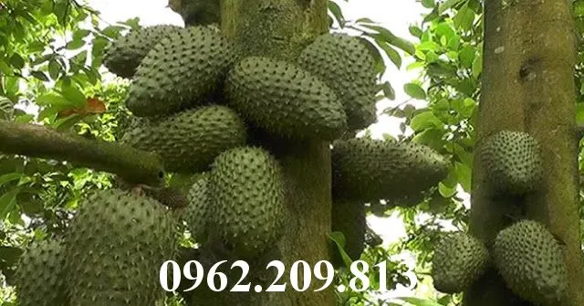 mãng cầu 2_result.webp