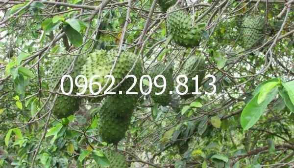 mãng cầu   xiêm a2_result.webp