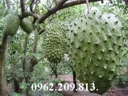 mãng cầu_result.webp