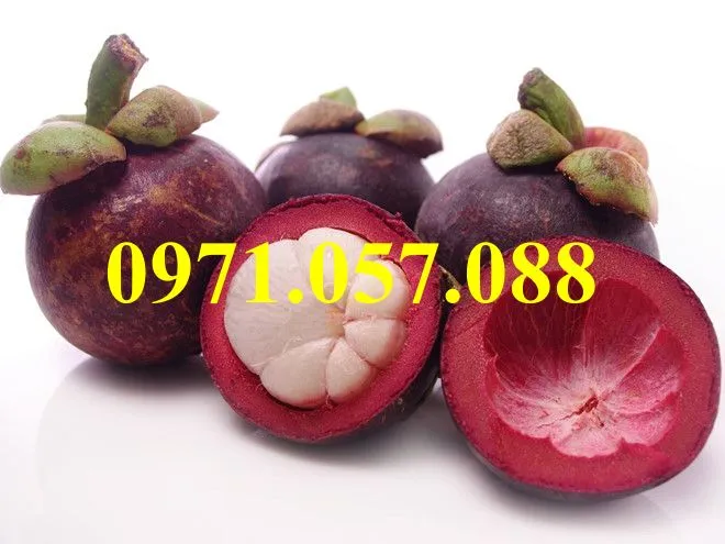 măng cụt1_result.webp