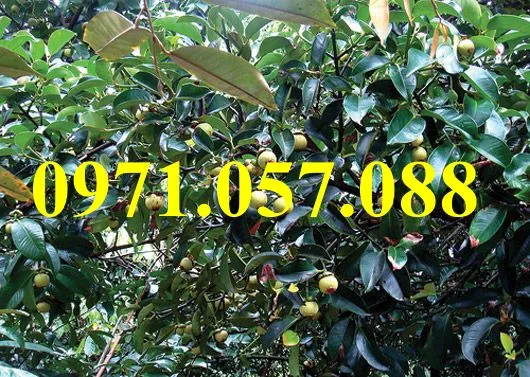 măng cụt3_result.webp