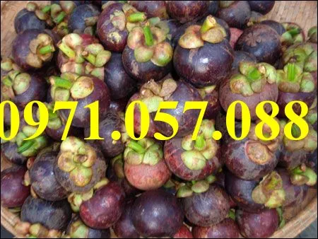 măng cụt4_result.webp