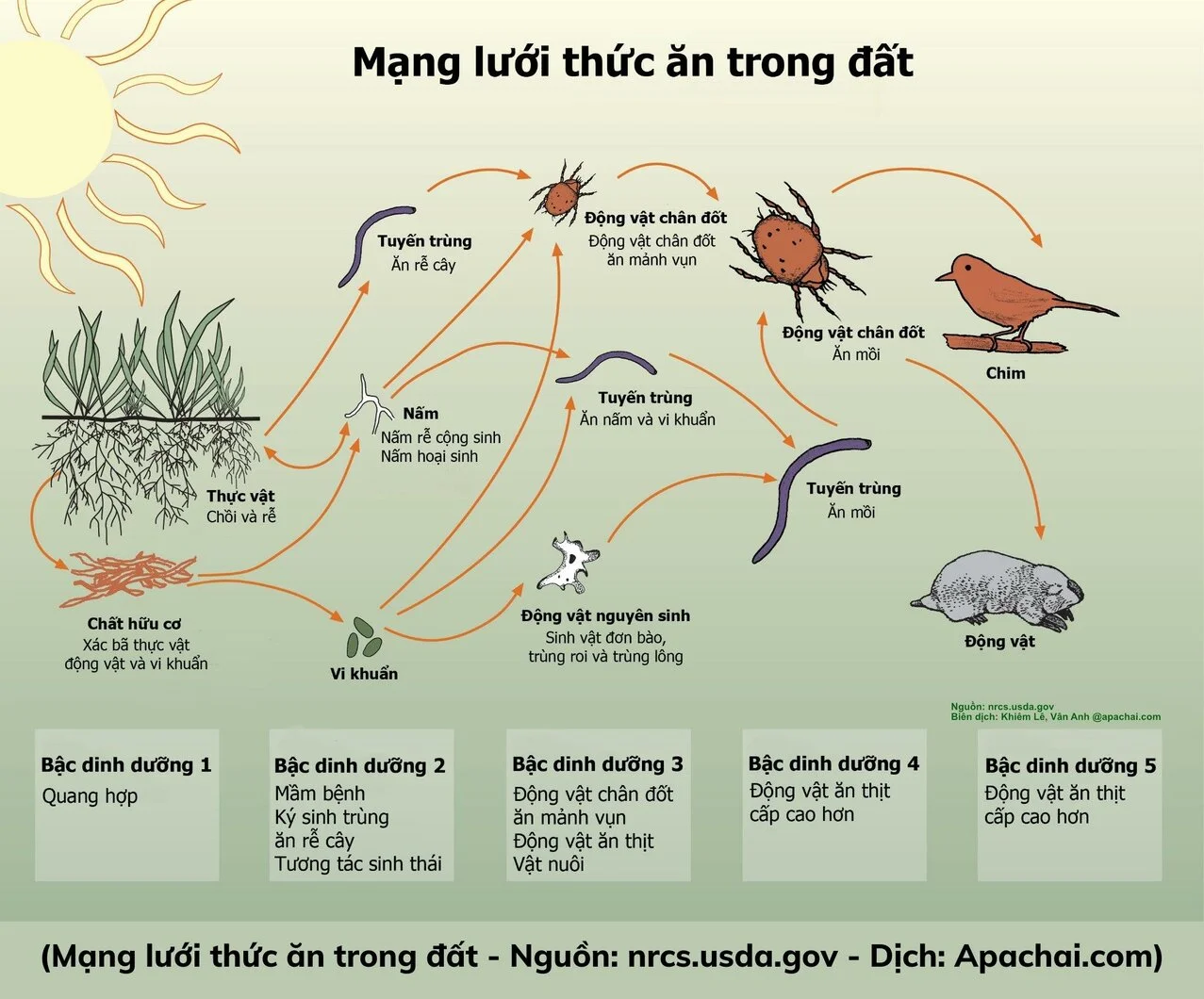 Định nghĩa và vai trò của lưới thức ăn đối với hệ sinh thái
