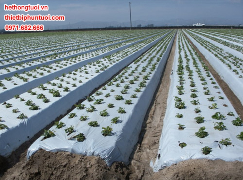 Dùng màng phủ có nhiều tác dụng cho nông dân