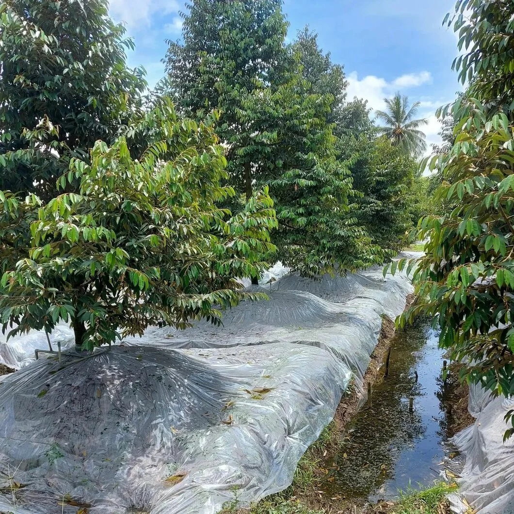 Thêm 163 vùng trồng sầu riêng được Trung Quốc cấp mã