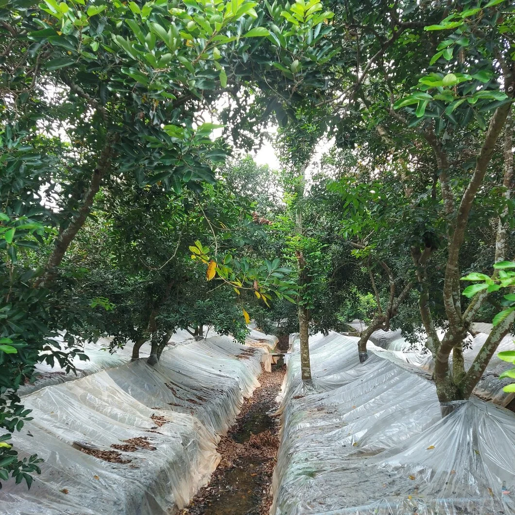 mang-phu-vuon-chom-chom.webp mang-phu-vuon-chom-chom.webp