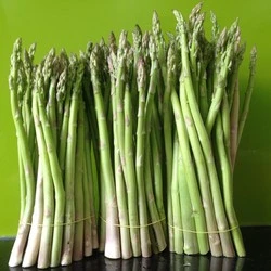 Mô hình trồng măng tây xanh liếp đôi-tưới phum mưa hẹp