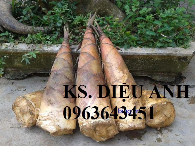 mang tre bat doYB- 2.webp