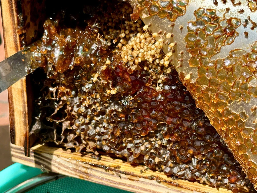 Thu Hoạch Mật Ong Dú