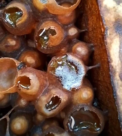 mật ong dú lên men có vị chua thanh