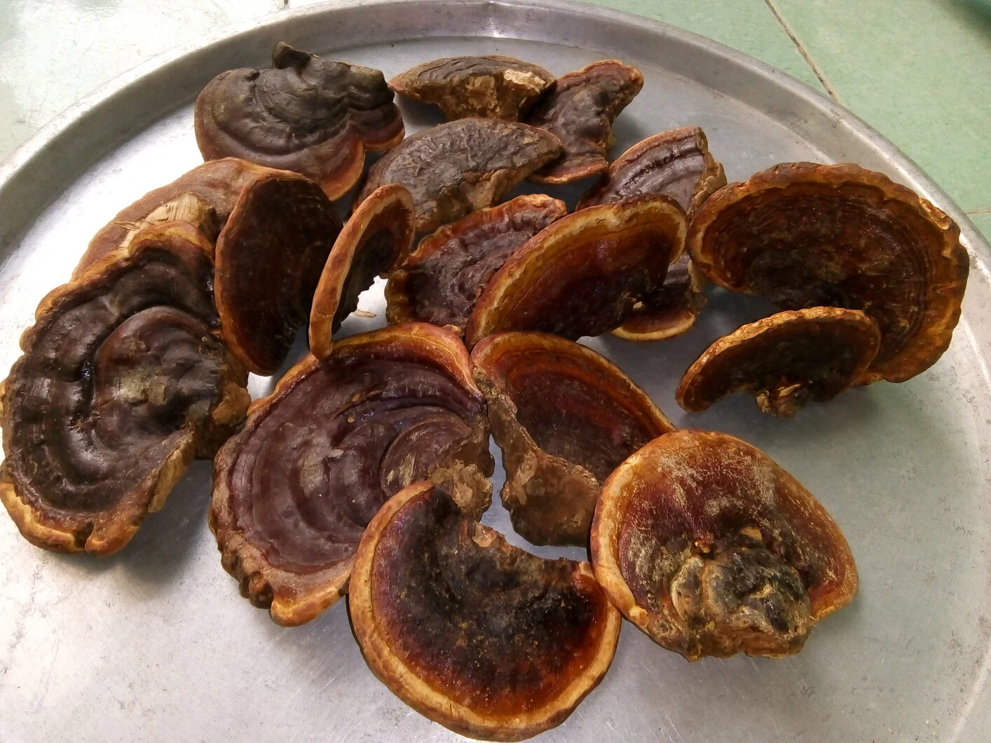 Nấm linh chi rừng phổ thông