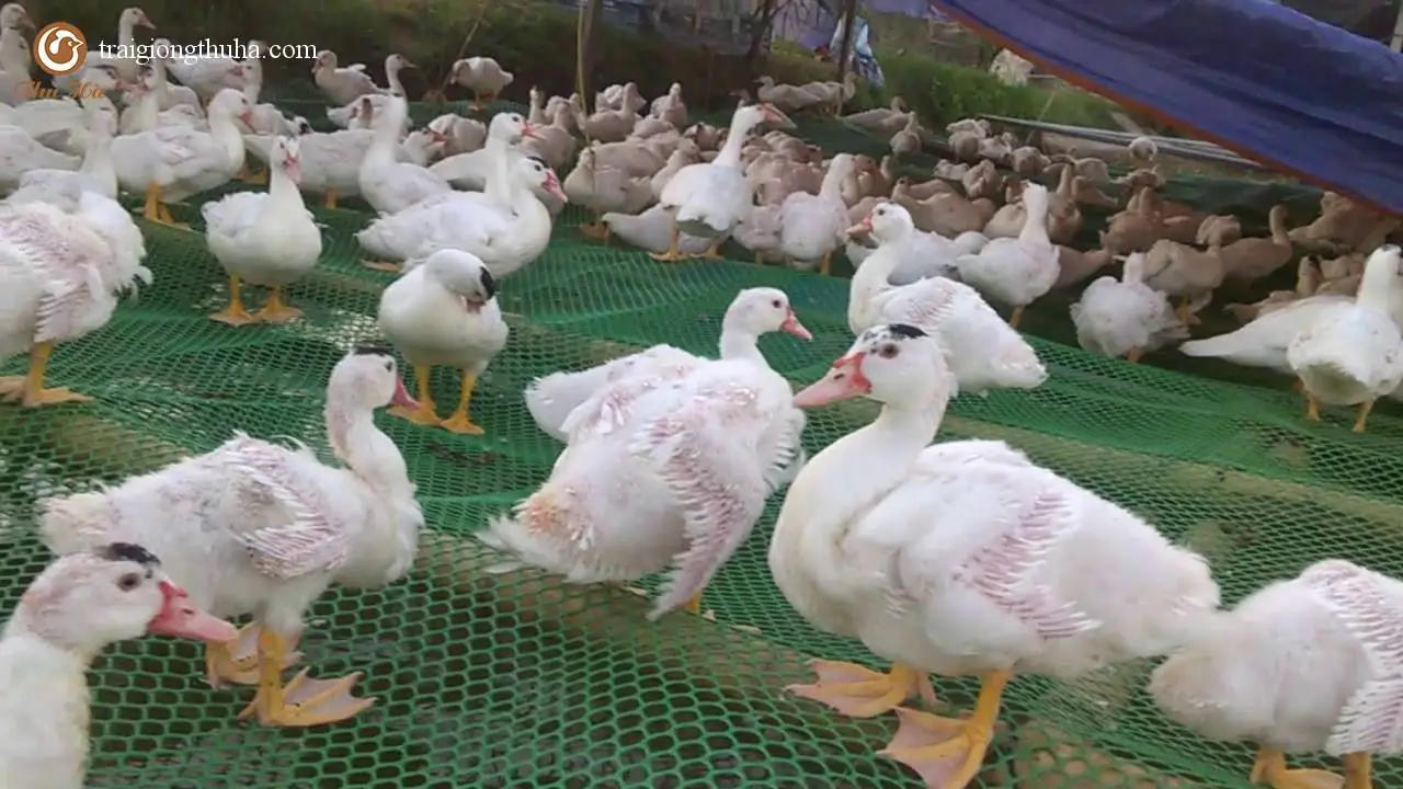 maxresdefault (1).webp