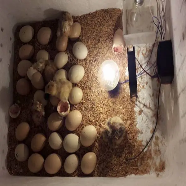 may ap trung cne.webp