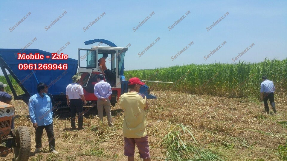 May cat co voi lien hoan 3.webp