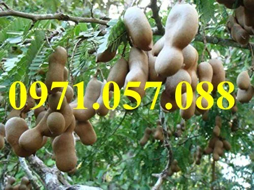 me thái1_result.webp