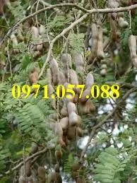 me thái2_result.webp