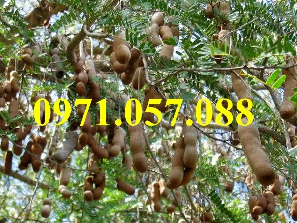 me thái_result.webp