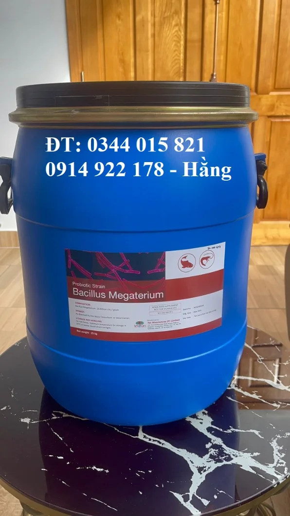 megaterium 20 tỉ.webp