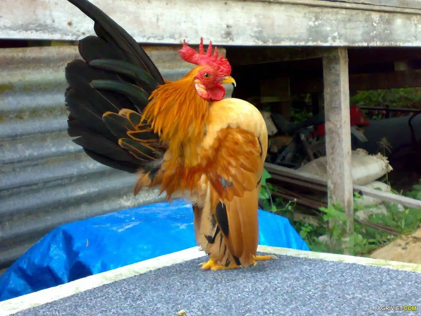 Mie tarik- bukit 2.webp