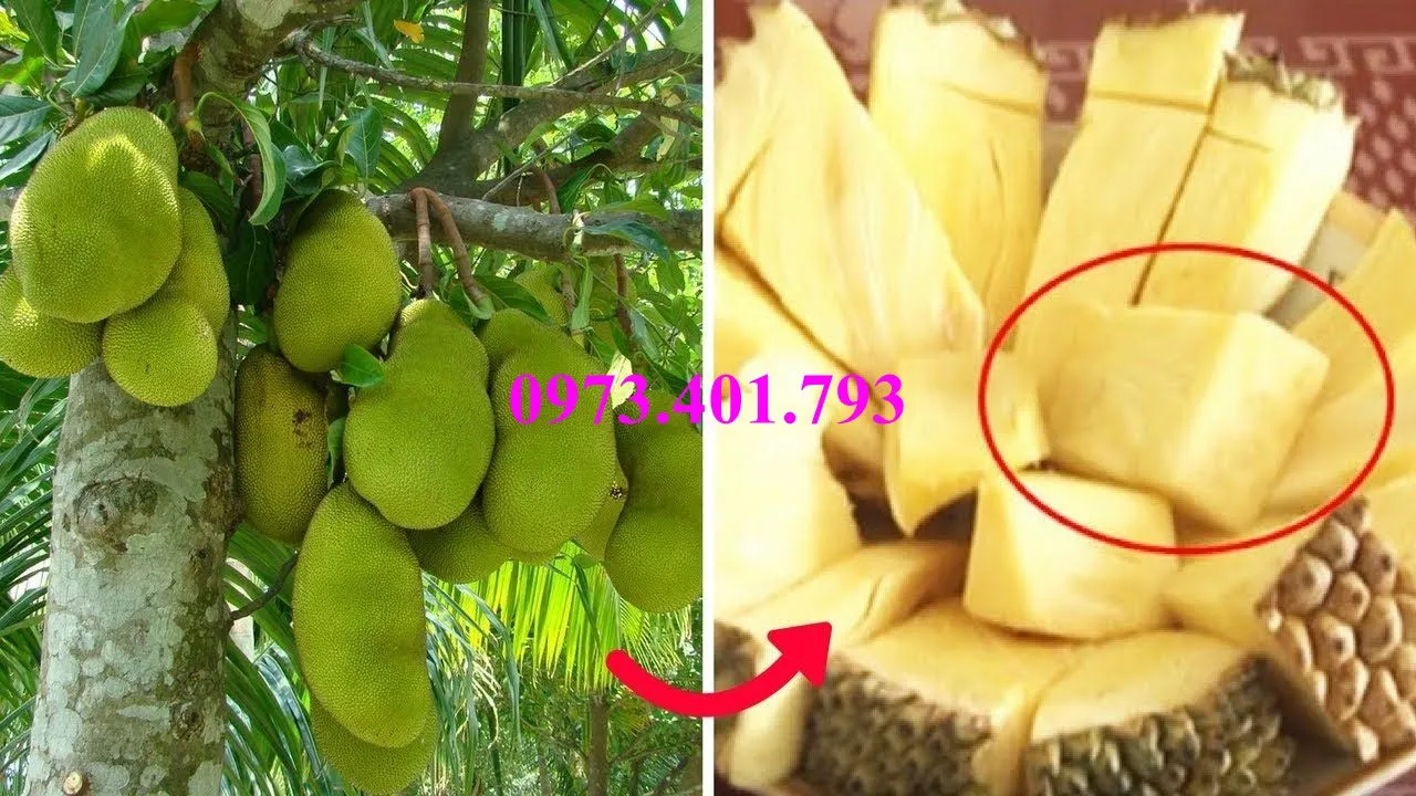 mit k hat4_result.webp