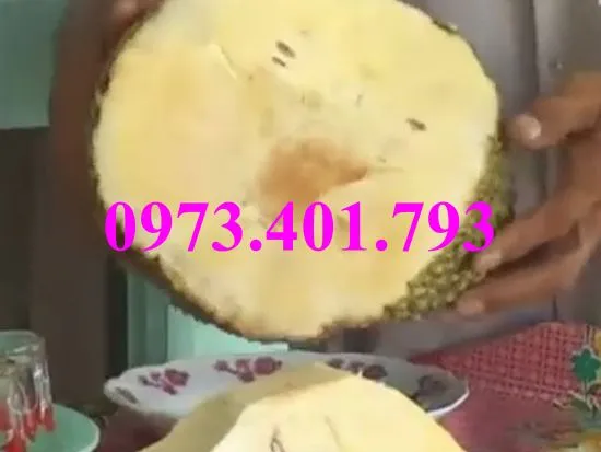 mit k hat5_result.webp