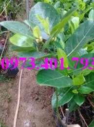 mit  ruot do4_result.webp