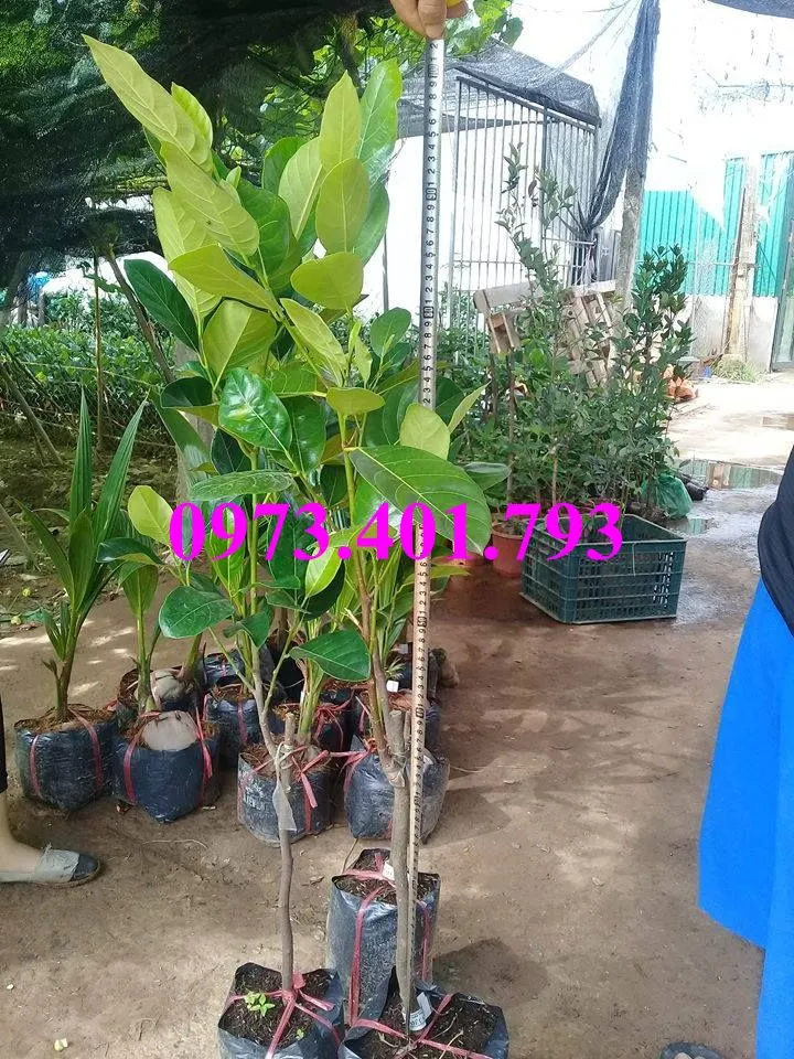 mit  ruot do7_result.webp