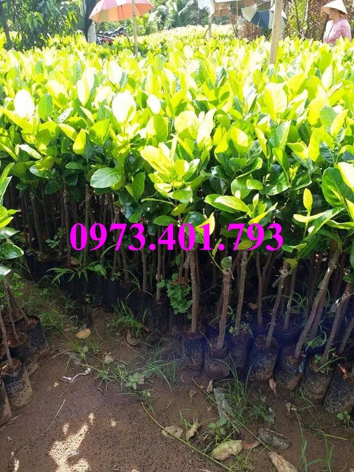 mít thai 12_result.webp