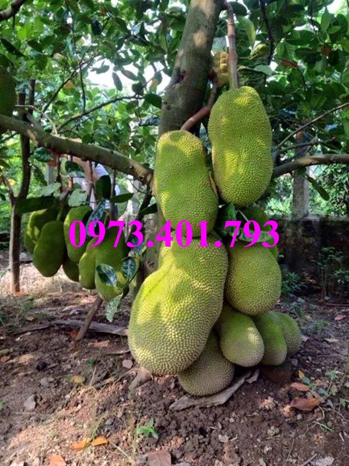 mít thai 15_result.webp