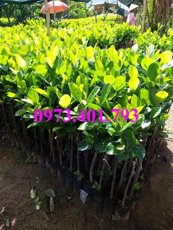 mít thai 1_result.webp