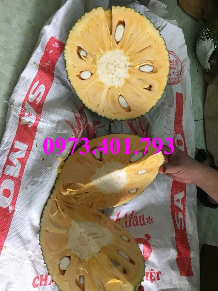 mit thai2_result.webp