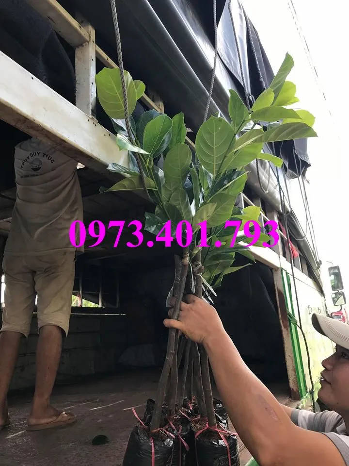 mít thâi_result.webp