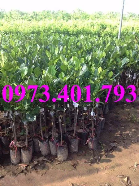 mit thai_result.webp