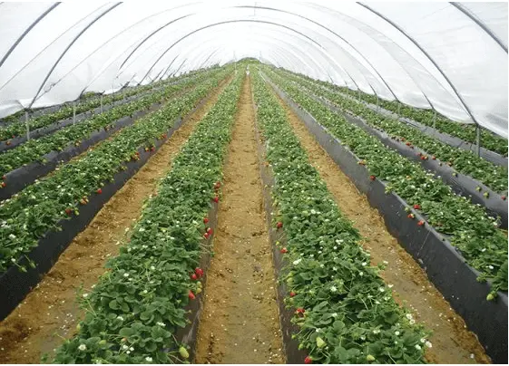 Các Loại Mô Hình Bộ Kít Nhà Kính Mini Tự Lắp Ráp , Sử Dụng Cho Nhà Phố