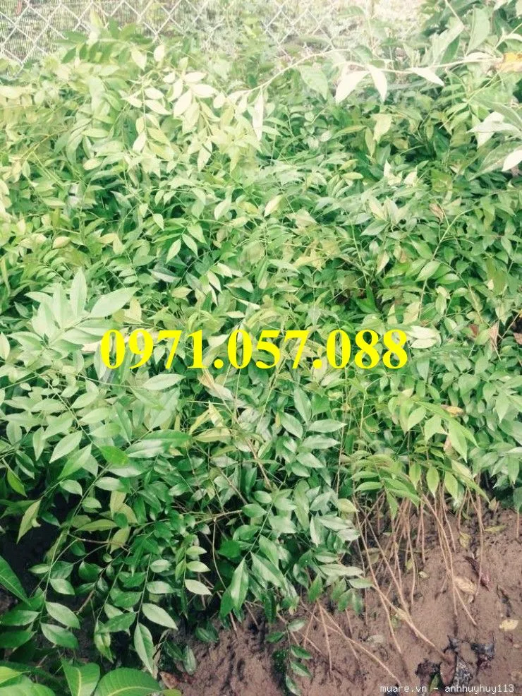 móc mật1_result.webp