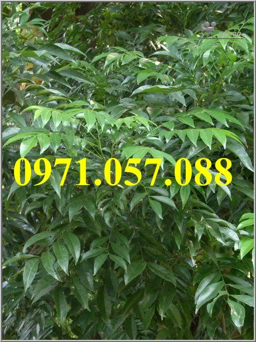 móc mật2_result.webp