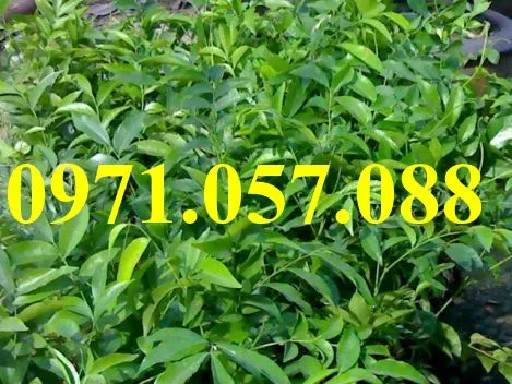 móc mật_result.webp