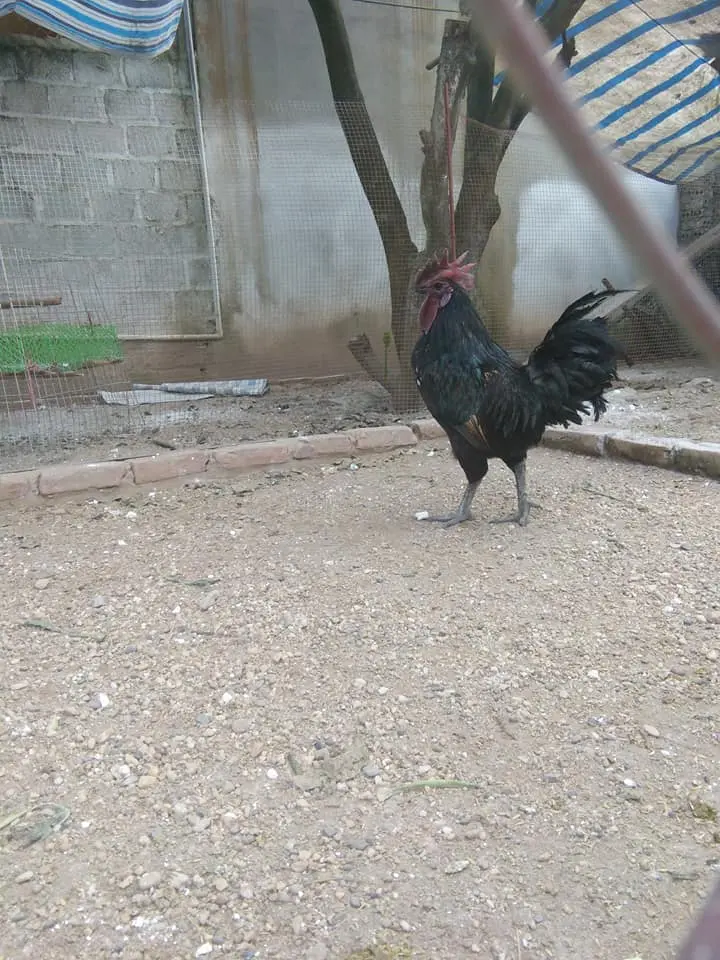 Đầu xuân các bác đã chuẩn bị gà giống đến đâu rồi