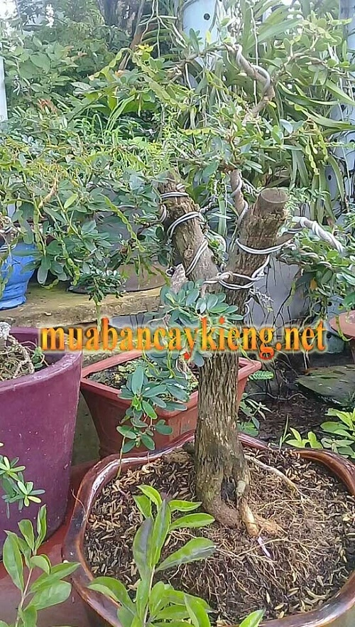 Cách cắt tỉa uốn cành định kỳ cho cây cảnh