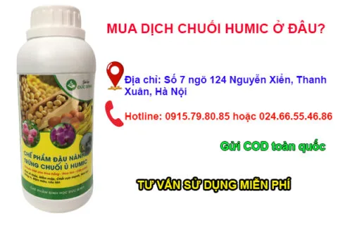 mua-dich-chuoi-humic-o-dau-480x320.webp