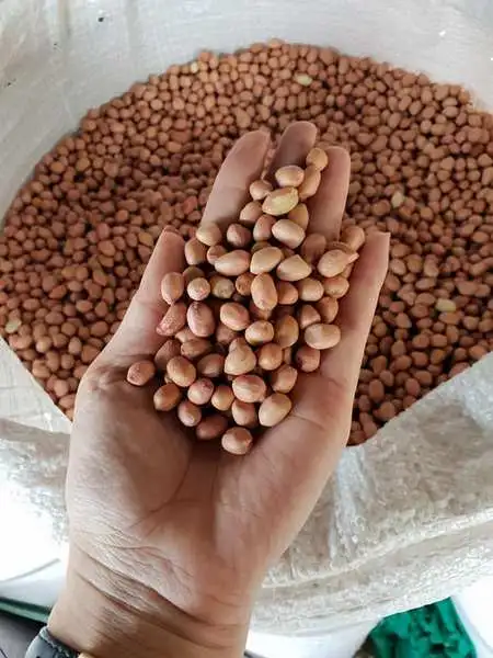 mua-lac-nhan-so-luong-lon-ban-buon-ban-si-lac-nhan-an-do-gia-re-5 (Copy).webp