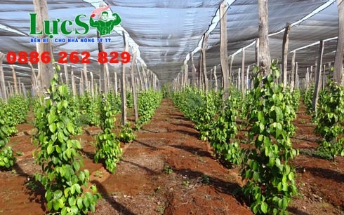 mua-luoi-che-nang-o-tphcm (2).webp