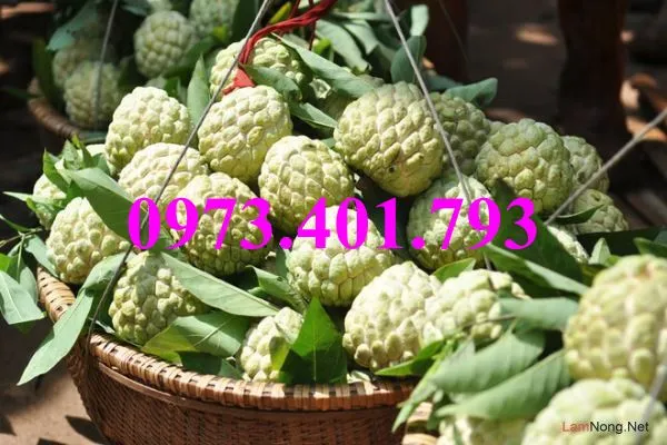 na dai 5_result.webp